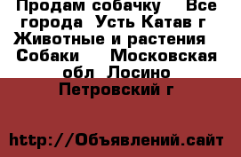 Продам собачку  - Все города, Усть-Катав г. Животные и растения » Собаки   . Московская обл.,Лосино-Петровский г.